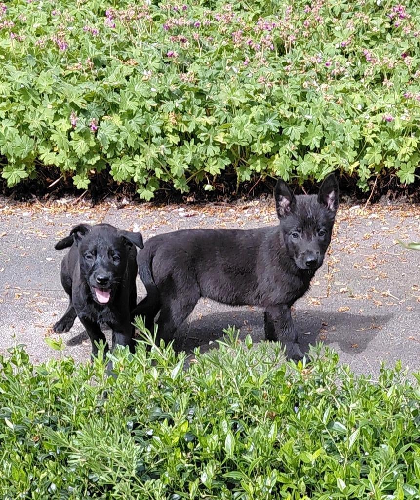 Hollandse herder pups, Parvo, 8 tot 15 weken, Teef, Meerdere