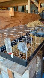 Opvang konijn/cavia/vogel tijdens vakantie, Oppas