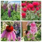 Vaste planten & honing, Tuin en Terras, Ophalen, Overige soorten, Volle zon
