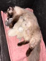 De kittens zijn geboren! 🐾  INTERESSELIJST VOL!, Meerdere dieren, Langharig, 0 tot 2 jaar