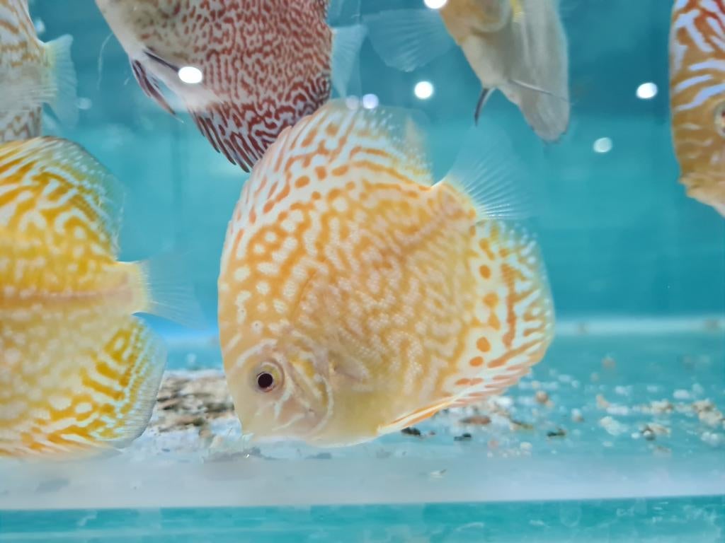 Albino Leopard Discus, Symphysodon Discus