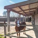 Lieve kinder pony van 1.16 te koop, Dieren en Toebehoren, Pony's, Ruin, A pony (tot 1.17m), 7 tot 10 jaar