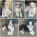 Super lieve en mooie Australische Herder pups!, Dieren en Toebehoren, Honden | Herdershonden en Veedrijvers, Parvo, 8 tot 15 weken
