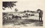 Drenthe - Scheper met schapen, Ophalen of Verzenden, 1920 tot 1940, Gelopen, Drenthe