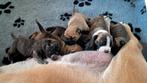 Boerboel pups met SABBS stamboom, Dieren en Toebehoren, Parvo, Overige rassen, 8 tot 15 weken, Meerdere