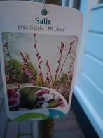 Mooie wilg op stam h145 cm.bloeit met rode katjes, Ophalen, Overige soorten, Volle zon