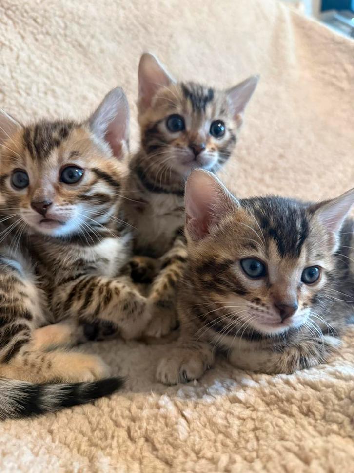Bengaal tabby brown, Dieren en Toebehoren, Katten en Kittens | Raskatten | Korthaar, Meerdere dieren