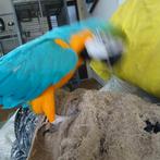 Ara is gebn  papire ringen aut 5jare is tam guje karakter, Dieren en Toebehoren, Meerdere dieren, Parkiet