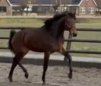 KWPN Merrie 2jr  Topafstamming O' Toto van de Wimphof, Dieren en Toebehoren, Paarden, Merrie, Met stamboom, Niet van toepassing