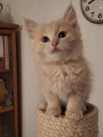 Cream tabby solid ragdoll (kater) kitten geb 8 jan, Dieren en Toebehoren, Katten en Kittens | Raskatten | Langhaar, Kater, Met stamboom