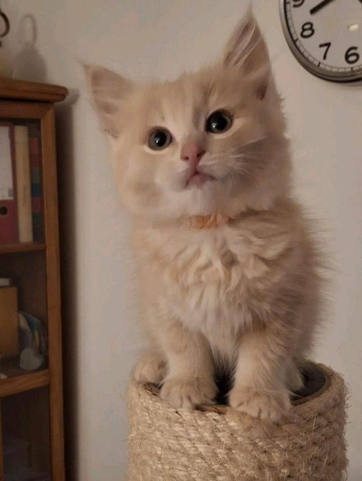 Cream tabby solid ragdoll (kater) kitten geb 8 jan, Dieren en Toebehoren, Katten en Kittens | Raskatten | Langhaar, Kater, 0 tot 2 jaar