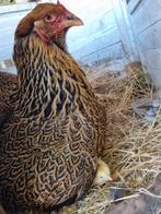 Brahma broedeieren goud patrijs en goud zwart gezoomd, Dieren en Toebehoren, Pluimvee, Geslacht onbekend, Kip