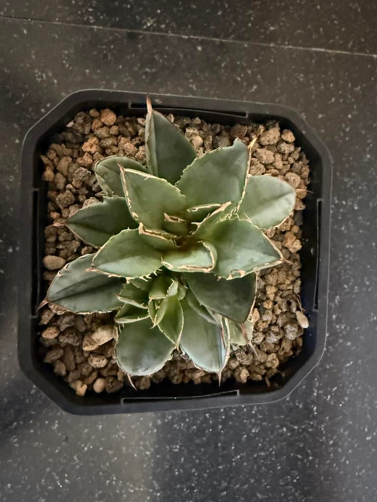 Titanota, Tuin en Terras, Ophalen of Verzenden, Overige soorten, Volle zon