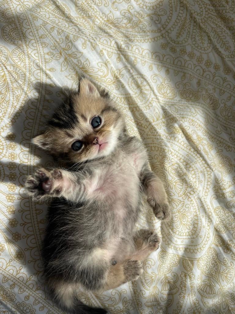 Britse korthaar kittens. (Black golden shaded), Dieren en Toebehoren, Meerdere dieren, Ontwormd, 0 tot 2 jaar