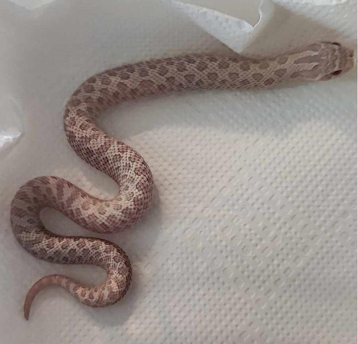 Haakneusslang snow Hognose Snake - male for sale from Bob_D