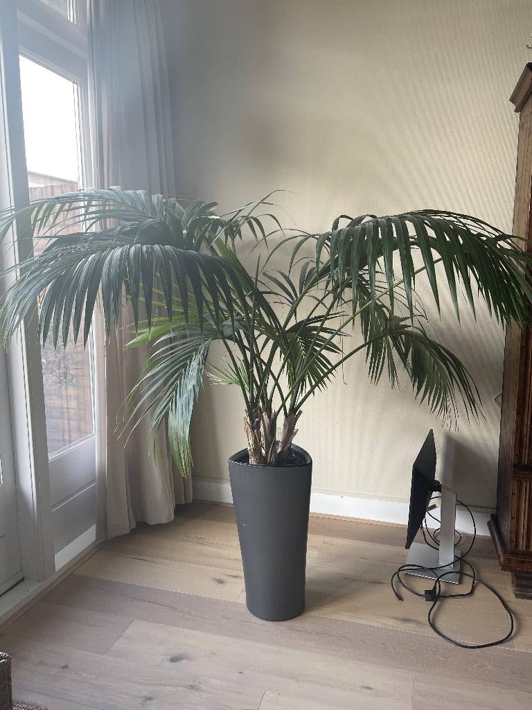 Kentia palm (160 cm), Ophalen, Palm, Halfschaduw, In pot