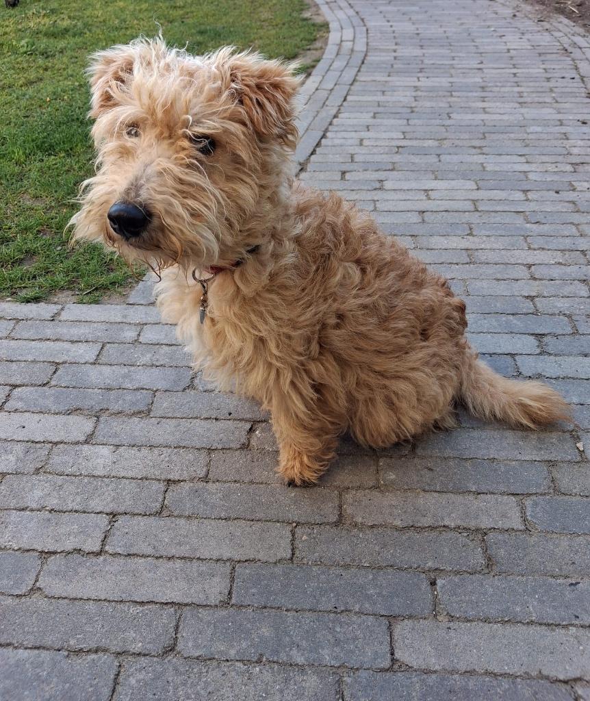 Lakeland terriër pup met stamboom, 15 weken tot 1 jaar, Parvo, Eén hond, Nederland