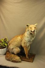 Opgezette vos - taxidermie, Verzamelen, Ophalen of Verzenden, Gebruikt, Wild dier, Opgezet dier