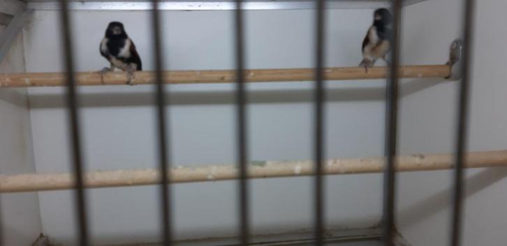 ALARIO SIJZEN 2-0 MANNEN ALARIO KANARIE, Dieren en Toebehoren, Vogels | Overige Vogels, Wildzangvogel, Mannelijk, Tam, Geringd
