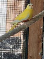 Splendid pop, Dieren en Toebehoren, Vogels | Parkieten en Papegaaien, Vrouwelijk, Parkiet, Geringd