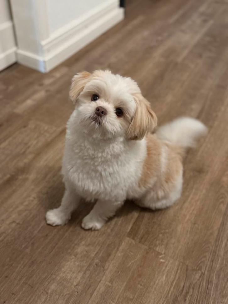 Dekreu, Dieren en Toebehoren, Honden | Dekreuen, Reu, Particulier, Eén hond, Nederland, 1 tot 2 jaar, CDV (hondenziekte), HCC (leverziekte)