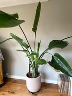 Kamerplant Strelitzia, Huis en Inrichting, Kamerplanten, Ophalen, 100 tot 150 cm, Overige soorten, Halfschaduw