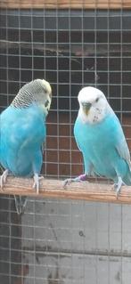 Grasparkieten, Meerdere dieren, Parkiet