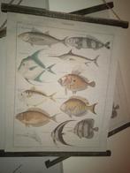 Vissen doek, Minder dan 50 cm, Nieuw, Schilderij, Ophalen