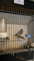 Koppel zebravinken, Dieren en Toebehoren, Vogels | Overige Vogels, Meerdere dieren, Tropenvogel