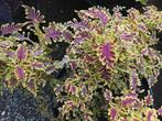 Siernetel, Tuin en Terras, Planten | Tuinplanten, Verzenden, Zomer, Overige soorten, Volle zon
