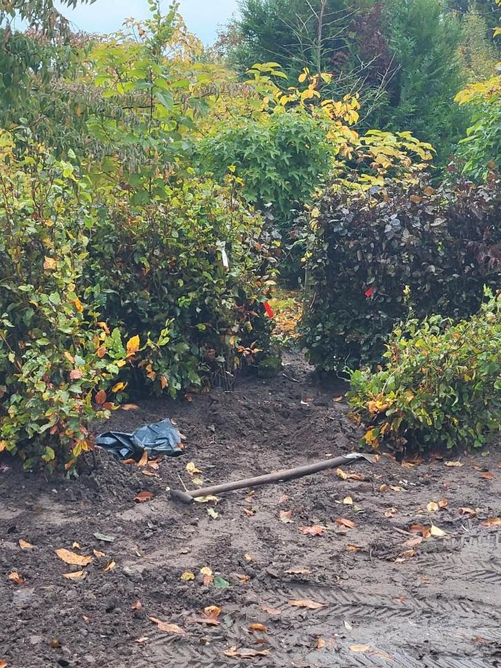 Beuken voor de haag. Beukenhaag ( fagus silvatica), Tuin en Terras, Planten | Struiken en Hagen, Beukenhaag, 100 tot 250 cm, Ophalen