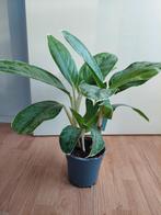 Aglaonema (Silver Bay ?) - Chinese Evergreen H: 55 cm., Overige soorten, Minder dan 100 cm, Halfschaduw, Ophalen