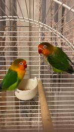 Parkietjes, Dieren en Toebehoren, Vogels | Parkieten en Papegaaien, Meerdere dieren, Parkiet