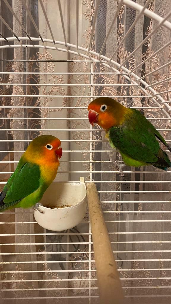 Parkietjes, Dieren en Toebehoren, Vogels | Parkieten en Papegaaien, Parkiet, Meerdere dieren