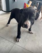 Bully xl pup, België, Particulier, 8 tot 15 weken, Teef