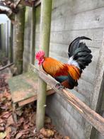 Kriel haantje, Dieren en Toebehoren, Mannelijk, Kip