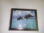 Dolfijnen foto in glazen lijst zgan, Ophalen, Zo goed als nieuw, Overige soorten, Overige typen