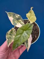 Alocasia Simpo Aurea p10, Huis en Inrichting, Kamerplanten, Ophalen of Verzenden, Halfschaduw, Minder dan 100 cm