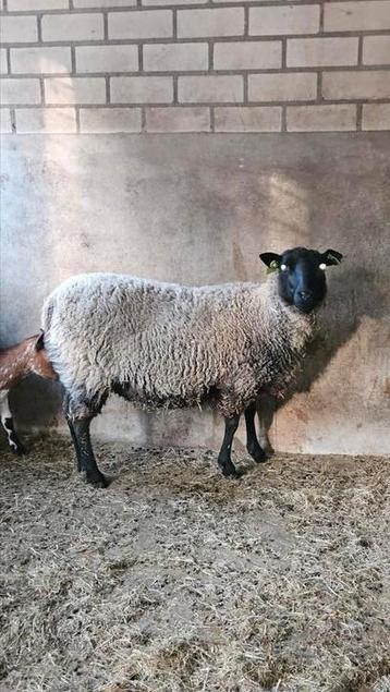Shetland ooi beschikbaar voor biedingen