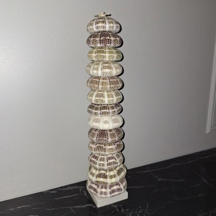 Gave natuurlijk echte zeeegel Toren op beige voet japandi, Huis en Inrichting, Woonaccessoires | Overige, Nieuw, Ophalen of Verzenden