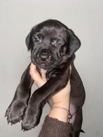 Bully xl x rottweiler pups nog 1 reu en 1 teef, Dieren en Toebehoren, 8 tot 15 weken, Parvo, Meerdere, Meerdere dieren