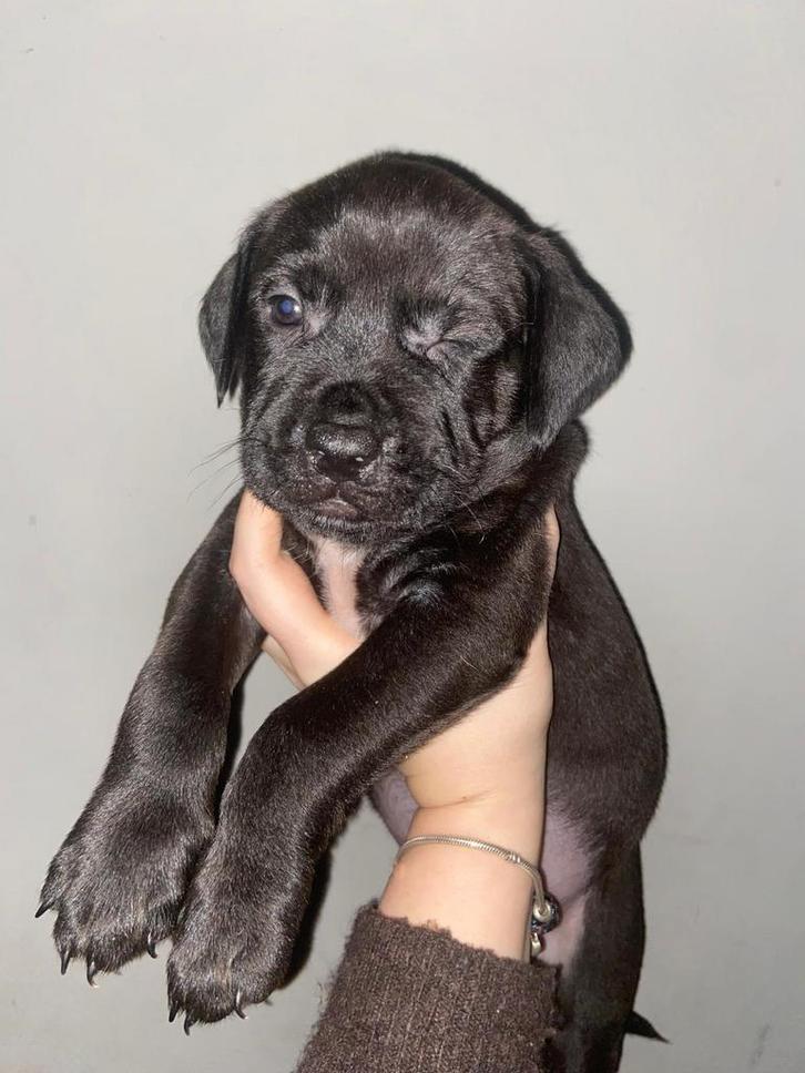 Bully xl x rottweiler pups nog 1 reu en 1 teef, Dieren en Toebehoren, Honden | Bulldogs, Pinschers en Molossers, Meerdere dieren