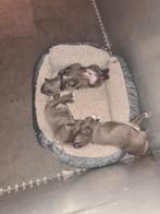 Engelse stafford pups fci stamboom reutje, Dieren en Toebehoren, Overige rassen, CDV (hondenziekte), 8 tot 15 weken, Meerdere