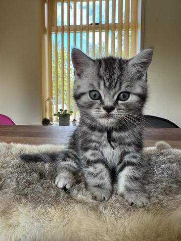 Brits korthaar kittens met stamboom. beschikbaar voor biedingen