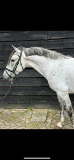 Lieve 8 jarige ruin!, Dieren en Toebehoren, Paarden, Recreatiepaard, B, Minder dan 160 cm, 7 tot 10 jaar