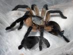 Monocentropus balfouri tarantula spiderlings slings, Dieren en Toebehoren, Insecten en Spinnen