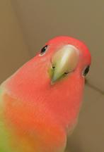 Op zoek naar maatje voor Elvis, Dieren en Toebehoren, Mannelijk, Dwergpapegaai of Agapornis, Tam