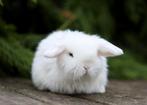 Knappe NHD baby konijnen beschikbaar, Dieren en Toebehoren, Konijnen, Meerdere dieren, 0 tot 2 jaar, Middelgroot, Hangoor
