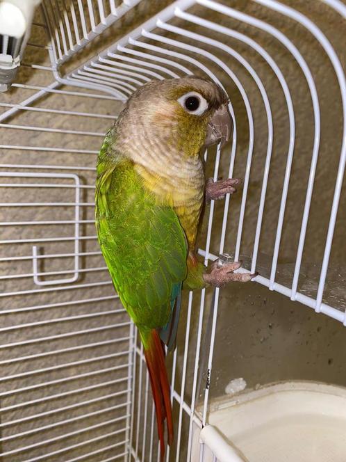 Pyrrhura, Dieren en Toebehoren, Vogels | Parkieten en Papegaaien