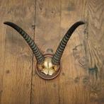 Rietbok trofee antiek, Ophalen of Verzenden, Zo goed als nieuw, Wild dier, Gewei of Kop
